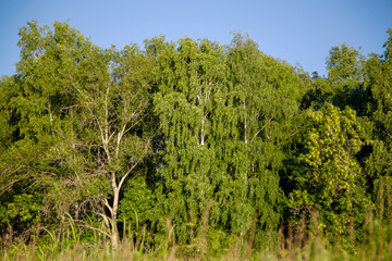 forest background under blue sky on a summer day