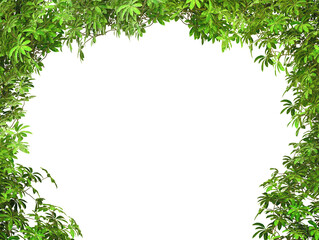 Fototapeta na wymiar Green leaves nature frame border isolated on white background 3d rendering