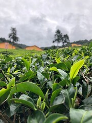 tea farm leaves 