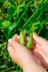 Fresh pods of green peas in hands of child in the garden in summer.
