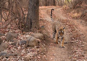 Obraz na płótnie Canvas Tigress Noor cub walking on the track, Ranthambore Tiger Reserve