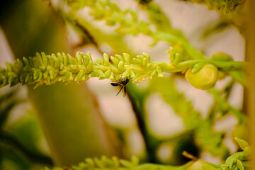 bee on a yellow closeup of bee walking on branch of coconut tree, flowering coconut tree, architecture, nature