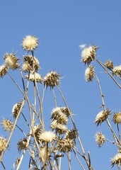 Obraz premium Dry wild plants and flowers close-up. Brown dried flowers with white fluffy cores against blue sky. Selective focus. Copy space. Place for text. 