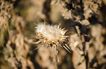 Dry wild plants and flowers close-up. Photo tinted in warm brown tones. Selective focus Monochrome concept. Copy space. Place for text.
