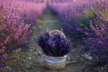 bunch of lavender, lavender field