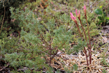 Jersey Lily (Amaryllis belladonna) in bud, South Australia