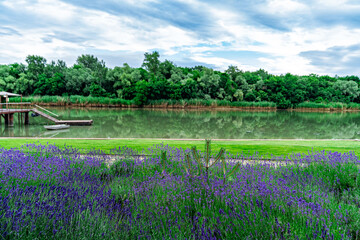 Naklejka premium landscape. lavender in summer garden on shore. pier on river.