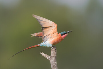 Carmine bee-eater landing
