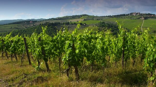 beautiful rows of green vineyards move in the wind in the countryside around Panzano in Chianti. Chianti Classico wine production area. Tuscany, Italy.