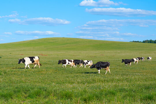 a herd of cows grazing in a meadow near the hayloft