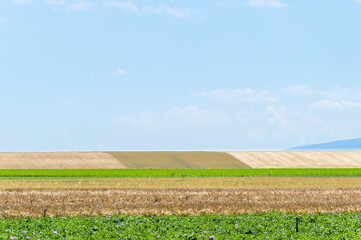 Vertical and horizontal lines in the agricultural landscape  in Spain