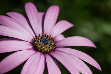 Obraz premium Pink daisy flower detail