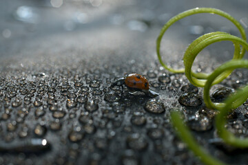 Little ladybug at the young grape tendril on the blurred black background. Bright picture, summer nature concept.