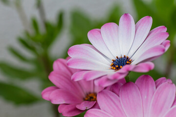 African daisy