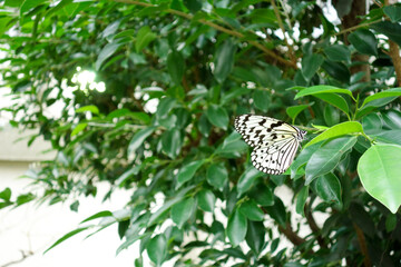 Fototapeta premium 蝶