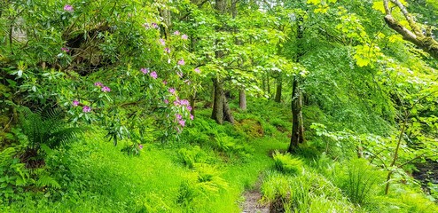 green moss background