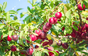 Juicy red plums close-up. Bright purple plums on tree. Fruit tree with green leaves and fruits. Veggie berries concept, colorful summer background.
