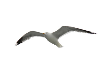 The gull bird flies with its wings open. A bird in flight on a white background, isolated