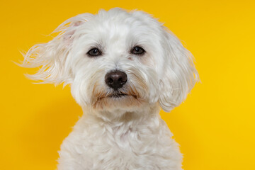 Portrait serious maltese bichon dog. Isolated on yellow background.