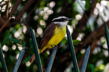 Bem Te Vi IMG_7864