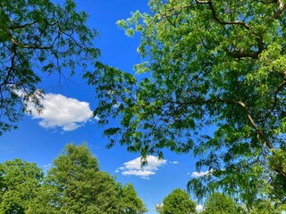 trees in the forest with blue sky