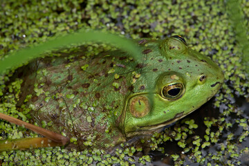 Frog in water with duckweed
