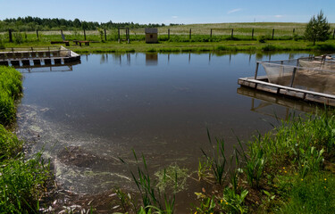 Fototapeta na wymiar Fish farm in the pond. Aquaculture in the open air.