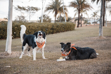 border collie dogs walking and playing in the park