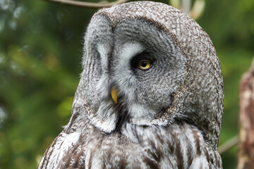 Great grey owl gray owl Strix nebulosa Portrait Clear