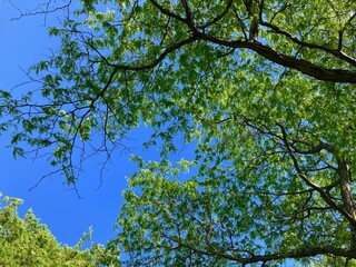green leaves against blue sky