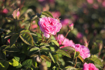 pink Rose, essential oil rose