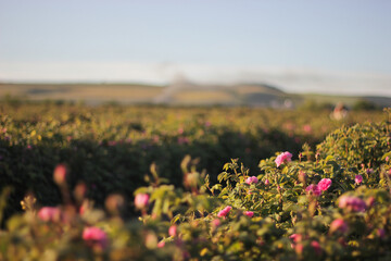 plantation of essential oil roses 
