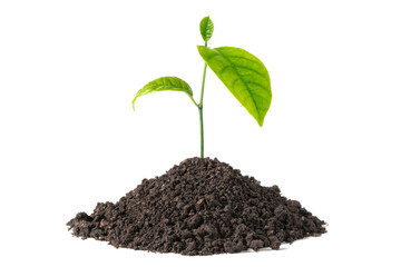 green plant growing on soil isolate white background