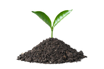 green plant growing on soil isolate white background