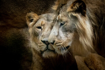 two lion portraits