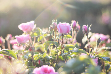 Obraz premium pink flowers 