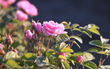 Obraz premium pink rose flower