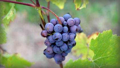 Purple or red wine grapes on the vine vignette.