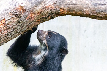 a black spectacled bear clawing a tree