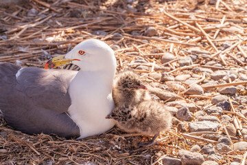ウミネコ親鳥とヒナ © sum41