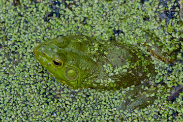 green frog in the pond