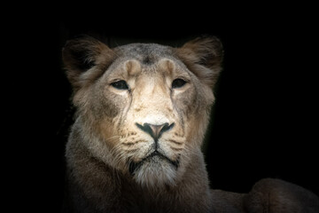Fototapeta na wymiar fine art portrait of a lion