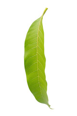 Fototapeta premium mango leaf Isolated on white background.