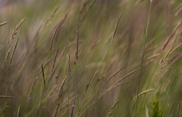 green grass in the wind background