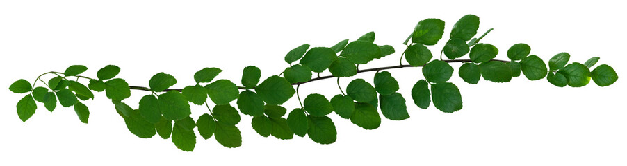 plant leaves tropical vine plant nature isolated on white background. Clipping path
