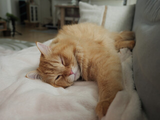 ソファーで熟睡する猫のマンチカン