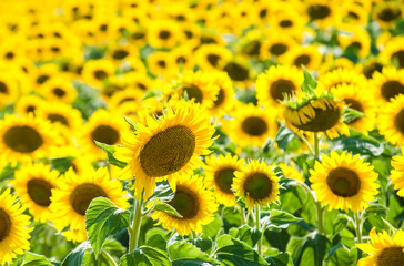 Obraz premium field of blooming sunflowers. Sunflower natural background. Sunflower blossoming close-up. Sunny summer day. Farming, harvesting concept. Selective focus image.
