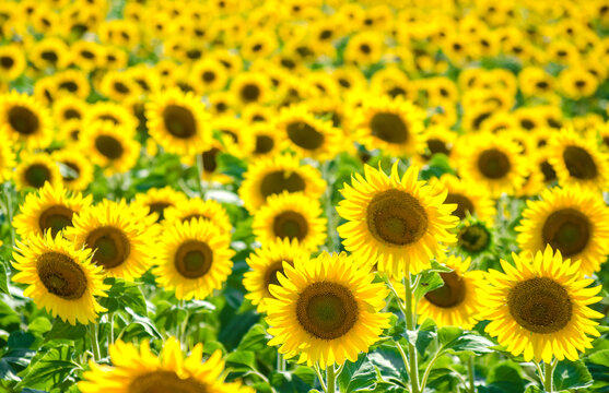 field of blooming sunflowers. Sunflower natural background. Sunflower blossoming close-up. Sunny summer day. Farming, harvesting concept. Selective focus image.
