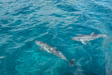 Naklejka premium Beautiful view of Dolphins swimming at Fernando de Noronha sea, a Unesco World Heritage site, Pernambuco, Brazil