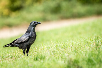 A black raven on green grass